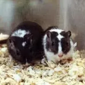 Pied or Patched