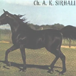 AK Sirhalima