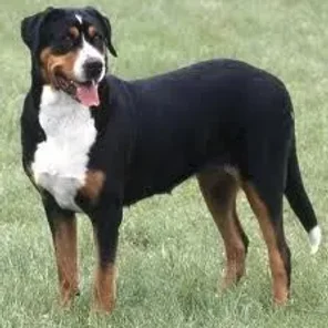 Greater Swiss Mountain Dog