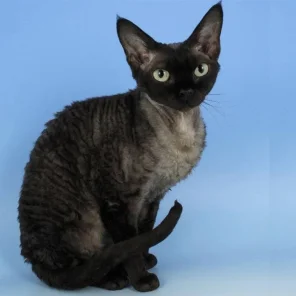 Devon Rex