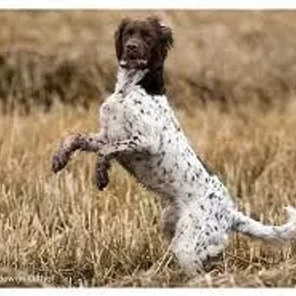 Small Münsterländer