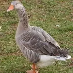 Pilgrim Goose
