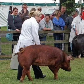 Duroc