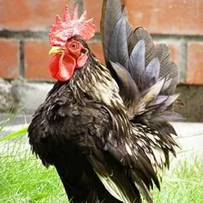 Serama