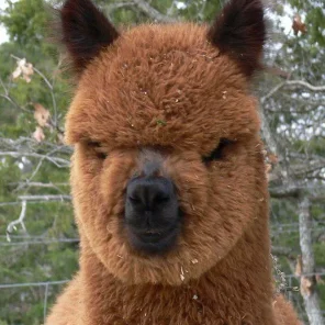 Alpaca History