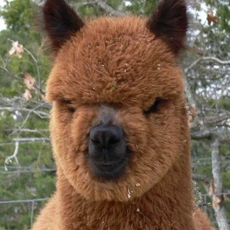 Alpaca History
