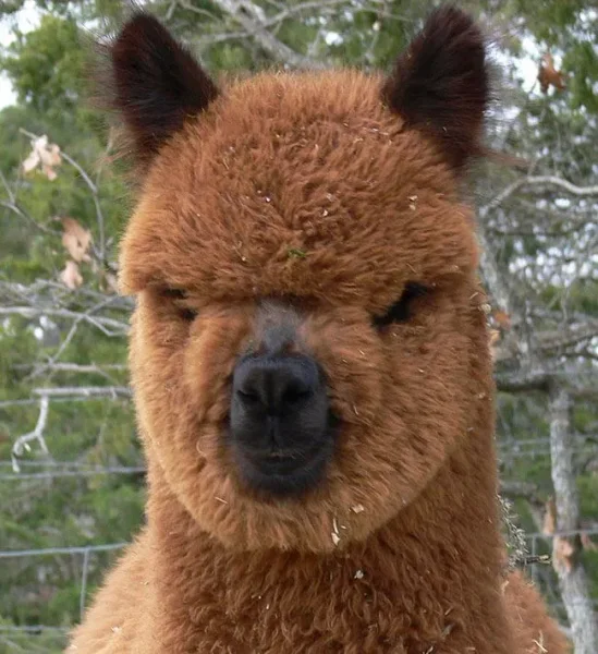 Alpaca History
