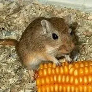 Gratifying Gerbil