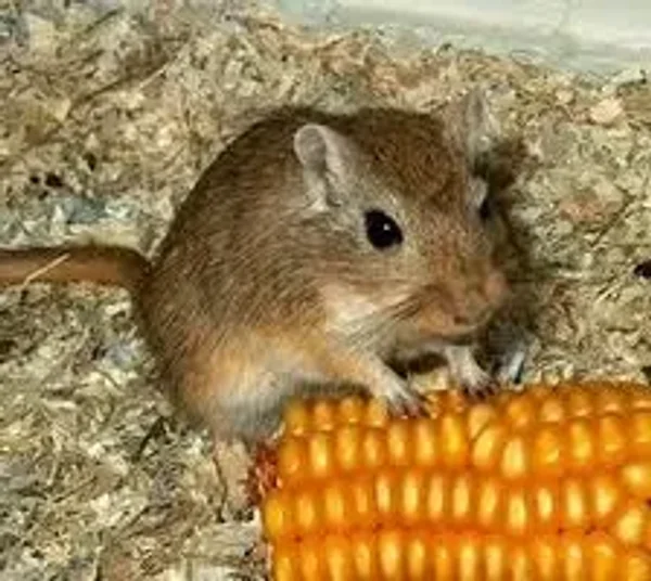 Gratifying Gerbil