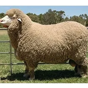 Poll Merino