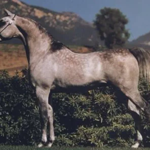Ansata Ibn Aziza
