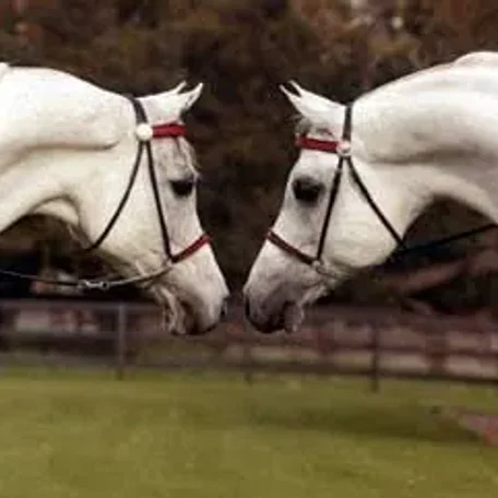 Ferzon left, Gasi Parada right
