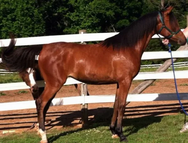 Mud as a yearling.