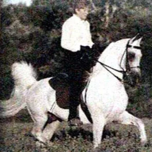 Shaikh El Sherif