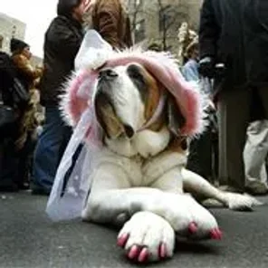 Saint Bernard