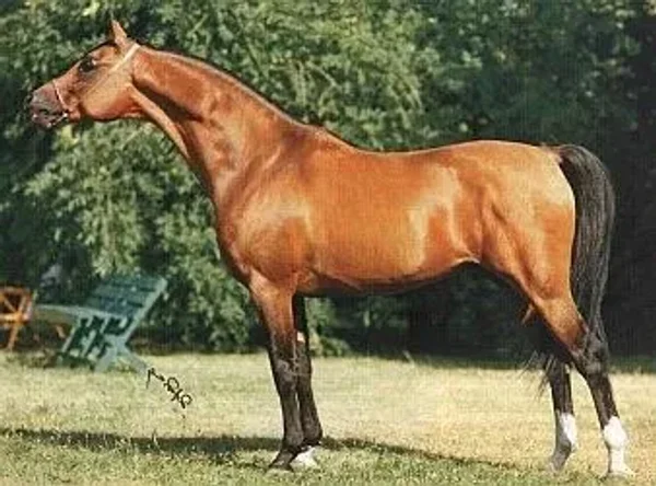 Probat