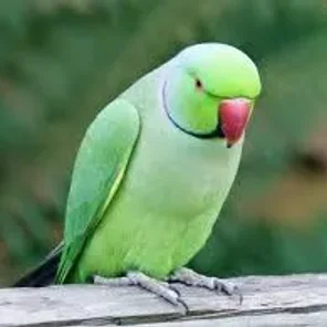 Indian Ringneck Parakeet