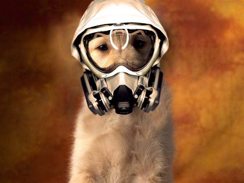 Flatulence (Gas) in Cats