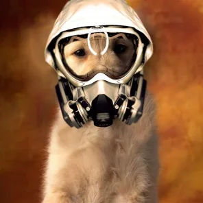 Flatulence (Gas) in Cats