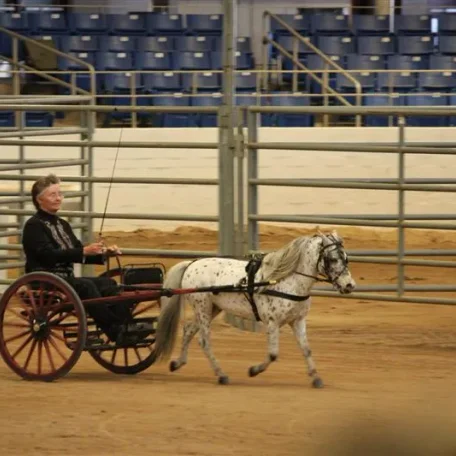 Miniature Horses to Amaze