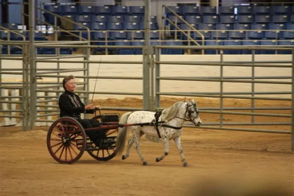 Miniature Horses to Amaze