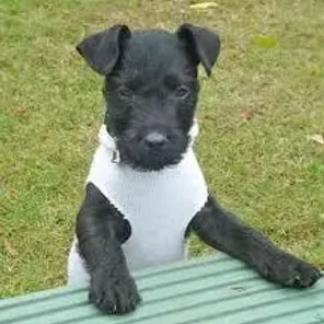 Patterland Terrier (Designer Dog)