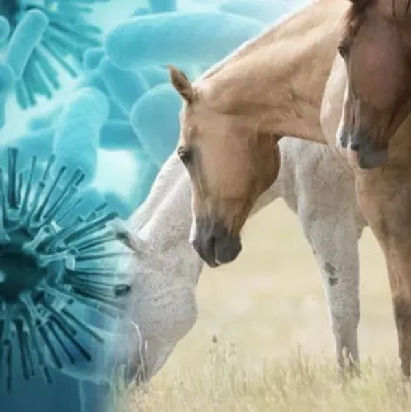 'Armageddon' African Horse Sickness (AHS) could threaten the UK, experts have warned