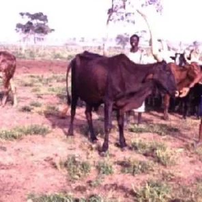 Red Fulani
