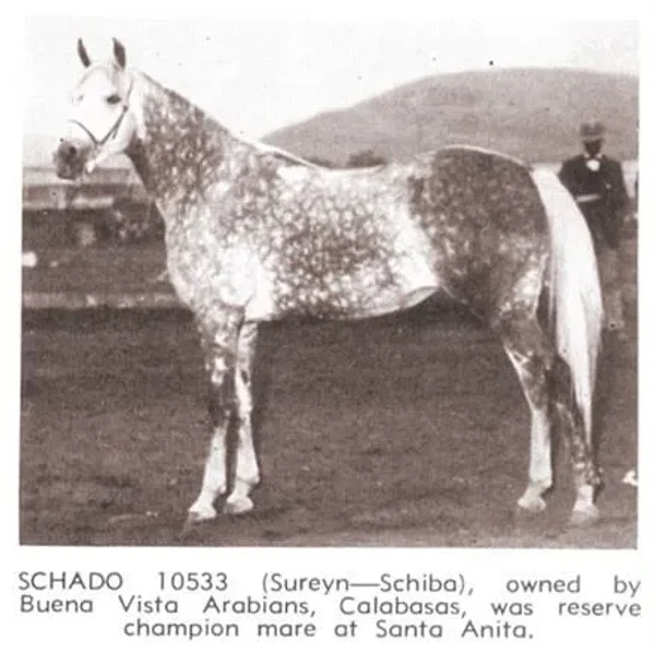 Schado