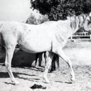SHAHBAA