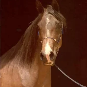 Falima