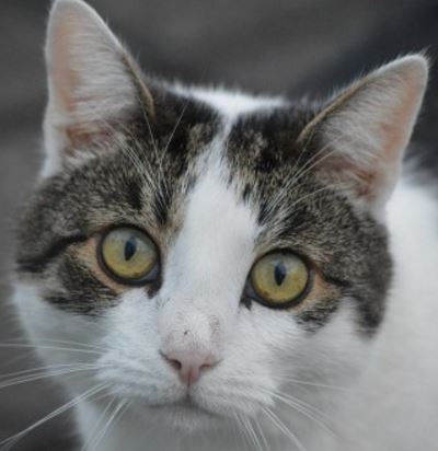 Cystitis in Cats – What It Means and How to Help!