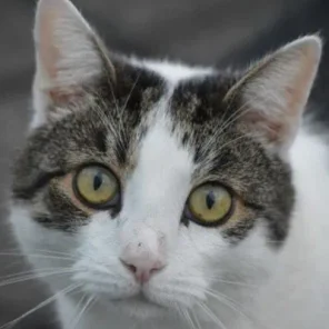 Cystitis in Cats – What It Means and How to Help!