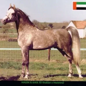 MALEIK EL KHEIL