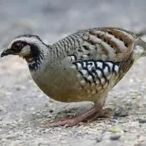 Bar-backed Partridge