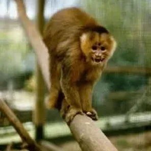 Brown Pale-fronted Capuchin