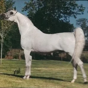 Remington Steele++