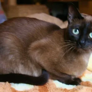 Catizen LookSaoHangThai - "Thai"