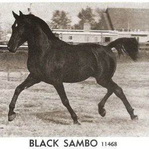 Black Sambo