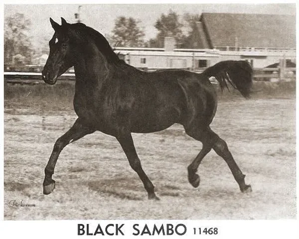 Black Sambo