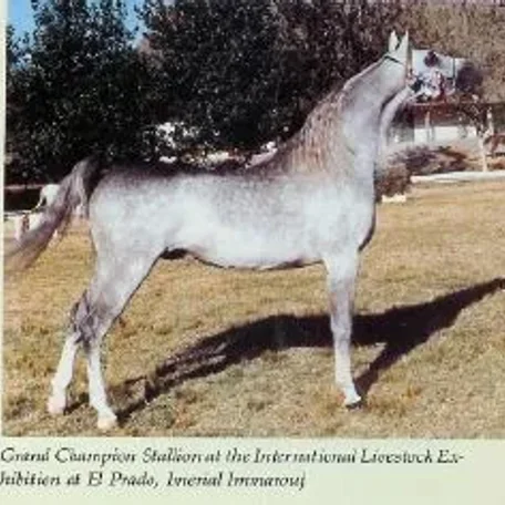 Imperial Immarouf