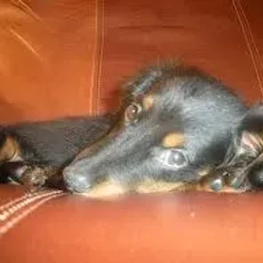 Doxiemo (Designer Dog)
