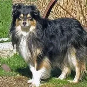 Miniature Australian Shepherd