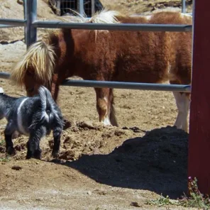 Animal Haven Ben Hur