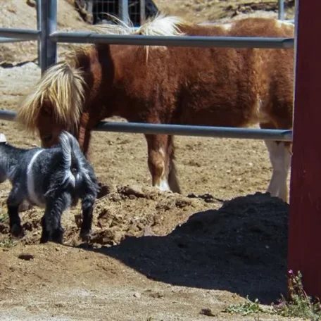 First time roaming our ranch.