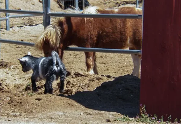 First time roaming our ranch.