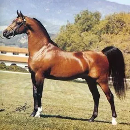 BARBARY+++