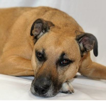 What is Mange in Dogs?