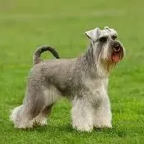 Standard Schnauzer