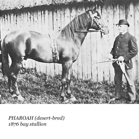 Pharaoh
